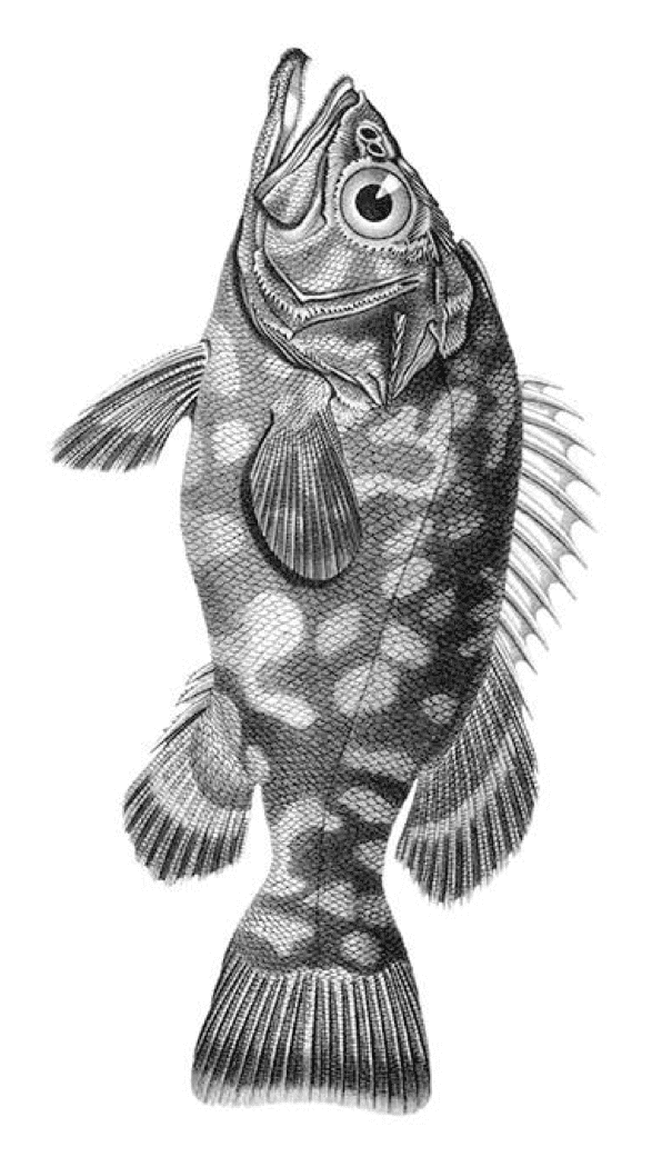 Illustration of a fish, just to ram the message home.